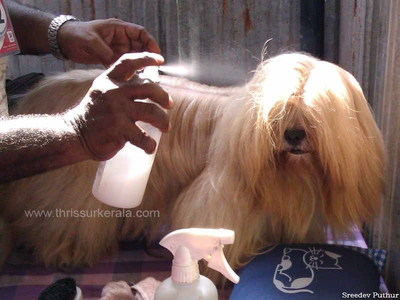 Lhasa apso-1 copy